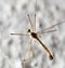 Large mosquito. macro