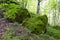 Large moss covered boulder in forest