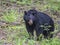 A large mother Black Bear feeding on green grass.