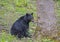 A large mother Black Bear feeding on green grass.