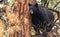 A Large Mother Black Bear Sow High in a Pine Tree