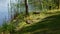 A large mother duck, ducklings rest on the shore of the reservoir and swim.