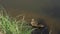 A large mother duck, ducklings rest on the shore of the reservoir and swim.