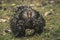 Large mother Wyandotte chicken sitting on its baby chicks