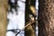 A large motley woodpecker male sits on a trunk and branches of spruce