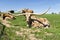 Large mottled brown and white Longhorn resting