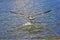 A large mottled gull takes off over the water