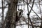 A large mottled woodpecker on a tree trunk