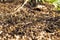 A large mound of termites, termites eat rotten trees