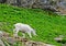 Large Mountain Goat feeds off green grass.