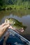 Large mouth bass