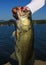 Large Mouth Bass Caught on Plastic Worm Fishing