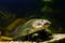 Large mouth of a juvenile dangerous freshwater predator channel catfish, Ictalurus punctatus live in cold-water reservoir biotope