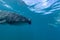 Large-mouthed dogfish floating near the surface in Maldives