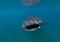 Large-mouthed dogfish in underwater in Maldives