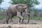 Large muddy Elephant in Kruger