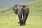 Large, muddy elephant walks through the grass in Ngorongoro Crater Tanzania