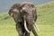 Large, muddy elephant walks through the grass in Ngorongoro Crater Tanzania