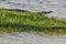 Large Mugger crocodile, Crocodylus palustris, relaxing by river, Sri Lanka