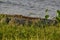 Large Mugger crocodile, Crocodylus palustris, relaxing by river, Sri Lanka