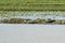 Large Mugger crocodile, Crocodylus palustris, relaxing by river, Sri Lanka