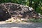 Large mulch and compost pile with paper bags of vegetation