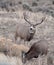 Large mule deer buck