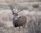 Large mule deer buck