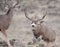 Large mule deer buck approaches smaller buck