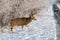 A Large Mule Deer Buck Crossing a Road with Oncoming Traffic