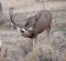 Large mule deer buck picks up on scent