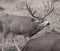 Large mule deer buck picks up on scent