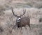 Large mule deer buck picks up on scent