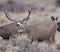 Large mule deer buck picks up on scent