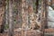 Large mule deer buck resting in a grove of aspen trees