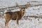 A Large Mule Deer Buck in a Snowy Meadow