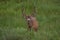 A Large Mule Deer Buck with Velvet Antlers