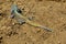 Large multi-colored lizard sitting on sand