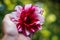 A large multicolored dahlia flower lies on the palm