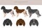 Large Munsterlander clipart. Different coat colors set