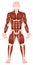 Large Muscle Groups Male Body Front View