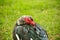 Large Muscovy drake preens his feathers