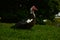 Large Muscovy drake stands in the sunshine