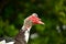 Large Muscovy drake up close