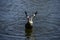 Large muscovy duck flaps its wing in the lake