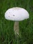 Large mushroom