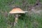 Large mushroom 8