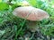 Large mushroom boletus in grass
