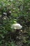 Large mushroom on the forest floor