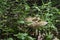 Large mushroom on the forest floor